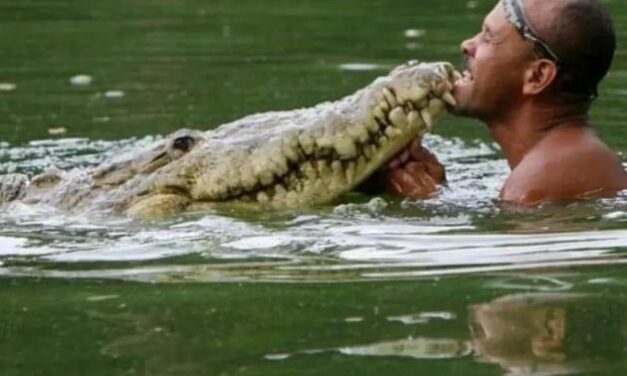 A local fisherman in Costa Rica nursed a crocodile back to health after it had been shot in the head, and released the reptile back to its home. The next day, the man discovered “Pocho” had followed him home and was sleeping on the man’s porch. For 20 years Pocho became part of the man’s family. |  Funny Pictures, Quotes, Pics, Photos, Images. Videos of Really Very Cute animals.